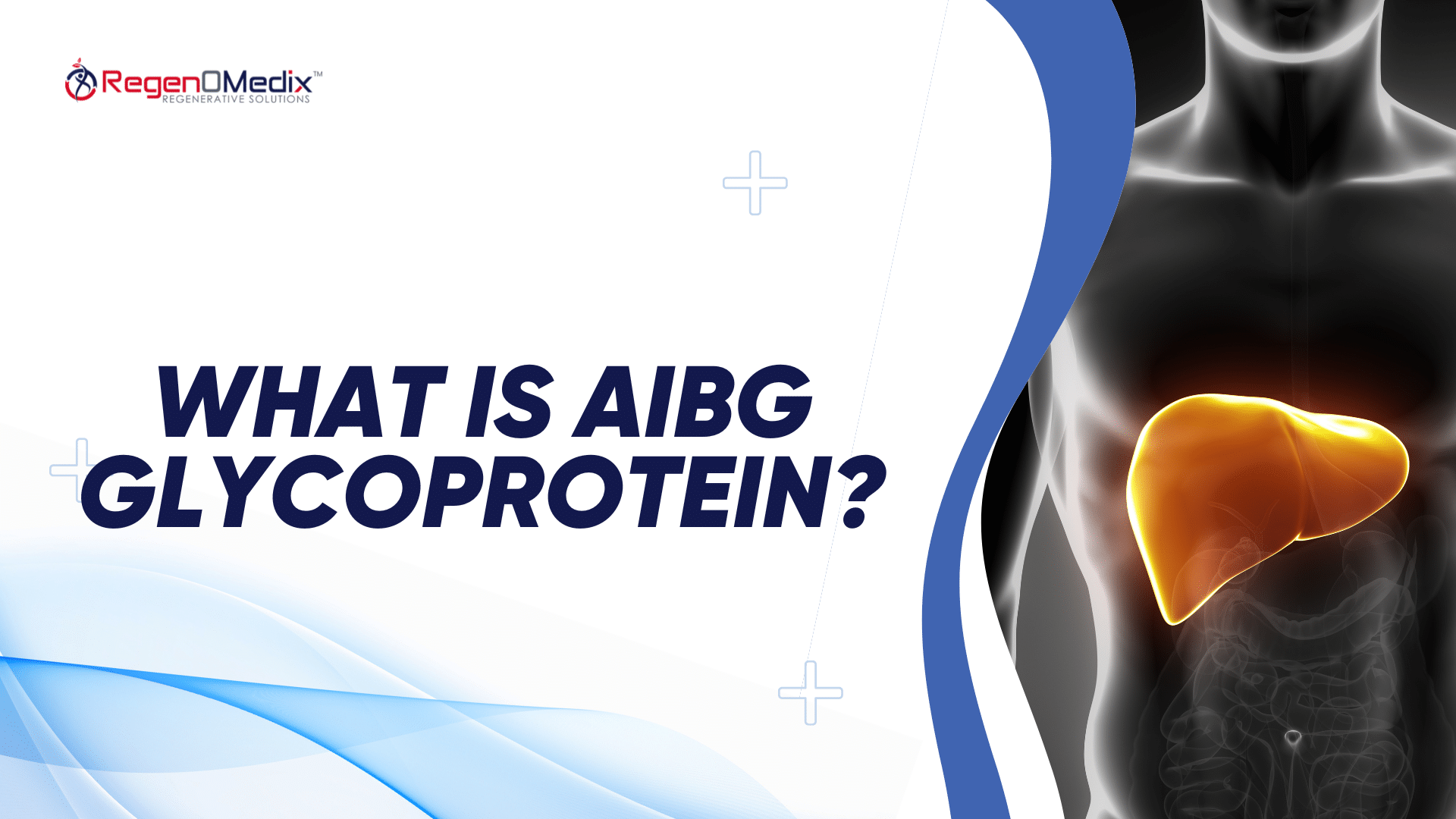 What is A1BG Glycoprotein