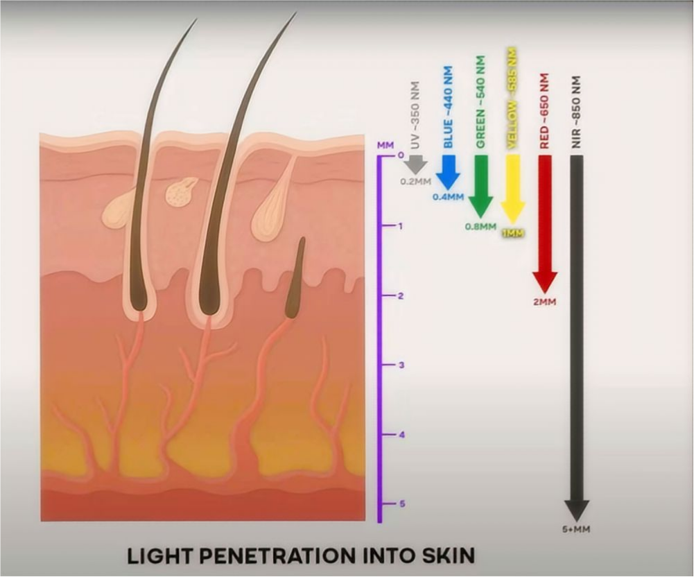 Diagram showing red light penetration into skin layers during LED therapy